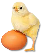 A baby chick with a brown egg.